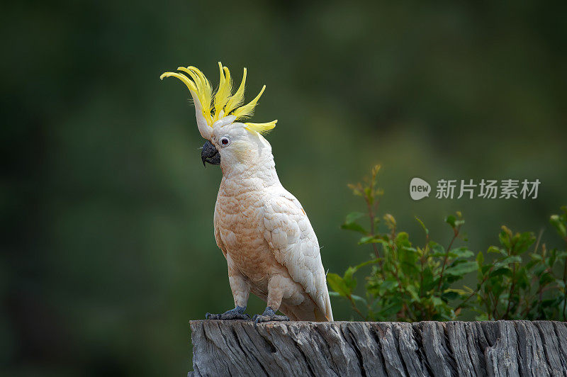 硫磺凤头鹦鹉(Cacatua galerita)